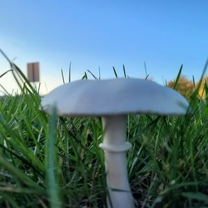 Meet your Posher, Nocha